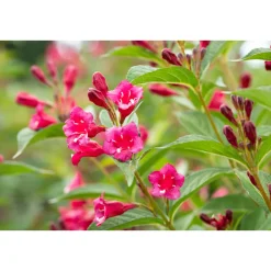 Plantiflor Rote Weigelie Bristol Ruby Topf Durchmesser 19 cm