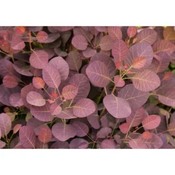 Plantiflor Roter Perückenstrauch Topf Durchmesser 23 cm