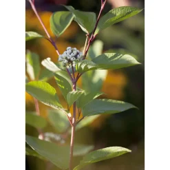 Plantiflor Rotholz-Hartriegel Sibirica Topf Durchmesser 19 cm