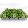 Plantiflor Ruccola 6er-Tray