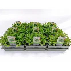Plantiflor Ruccola 6er-Tray