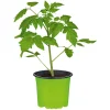 Plantiflor Runde Tomate Harzfeuer Topf Durchmesser 11 cm