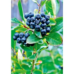 Plantiflor Schwarze Apfelbeere Topf Durchmesser 17 cm