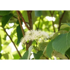 Plantiflor Seidiger Hartriegel Flaviramea Topf Durchmesser 19 cm