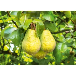 Plantiflor Sommerbirne Williams Christ Busch Topf Durchmesser 28 cm
