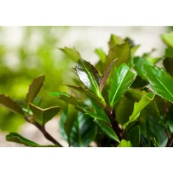 Plantiflor Stechpalme Heckenblau Topf Durchmesser 23 cm