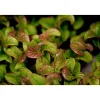 Plantiflor Traubenheide Curly Red Topf Durchmesser 17 cm