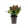 Plantiflor Traubenmyrthe Scarletta Topf Durchmesser 15 cm