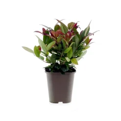 Plantiflor Traubenmyrthe Scarletta Topf Durchmesser 15 cm