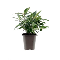 Plantiflor Traubenmyrthe Rainbow Topf Durchmesser 15 cm