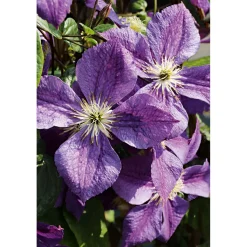 Plantiflor Waldrebe Jackmanii Topf Durchmesser 17 cm