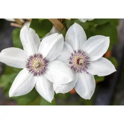 Plantiflor Waldrebe Miss Bateman Topf Durchmesser 17 cm