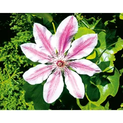 Plantiflor Waldrebe Nelly Moser Topf Durchmesser 17 cm