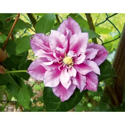 Plantiflor Waldrebe Piilu Topf Durchmesser 17 cm