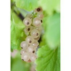 Plantiflor Weiße Johannisbeere Weiße Versailler Topf Durchmesser 23 cm