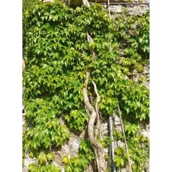 Plantiflor Wilder Wein Topf Durchmesser 17 cm