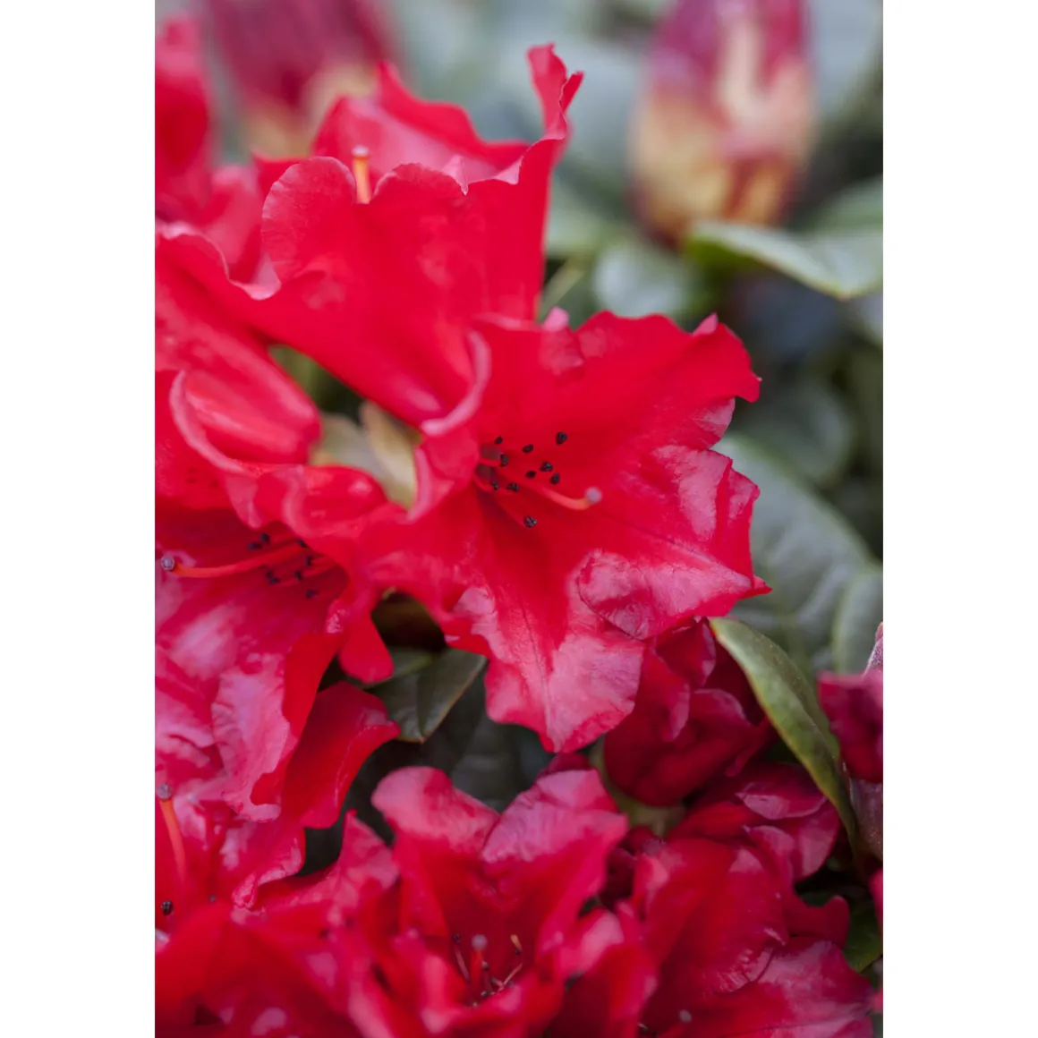 Plantiflor Zwerg-Alpenrose Scarlet Wonder Topf Durchmesser 17 cm
