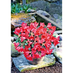 Plantiflor Zwerg-Alpenrose Scarlet Wonder Topf Durchmesser 17 cm