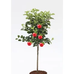 Plantiflor Zwergapfel Galina Stamm Topf Durchmesser 23 cm