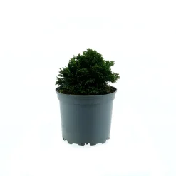 Plantiflor Zwerg-Muschel-Zypresse Nana Gracilis Topf Durchmesser 15 cm