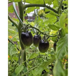 Schwarze Cocktailtomate "Black Moon" Topf Durchmesser T10,5