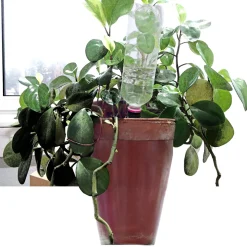 Windhager automatischer Wasserspender Flaschen 3 Stück