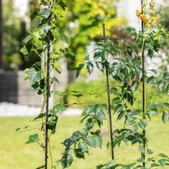 Windhager Fiberglas Pflanzstab 180 cm Durchmesser 8 mm