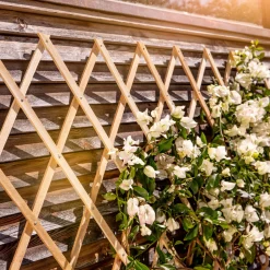 Windhager Holz-Spalier 120x180 cm