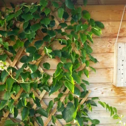 Windhager Holz-Spalier 90x180 cm