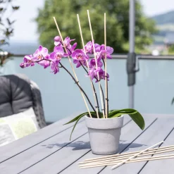 Windhager Splittstäbe 50 cm natur