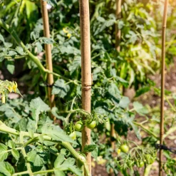 Windhager Tonkinstäbe 60 cm