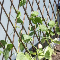 Windhager Weide-Spalier 60x180 cm