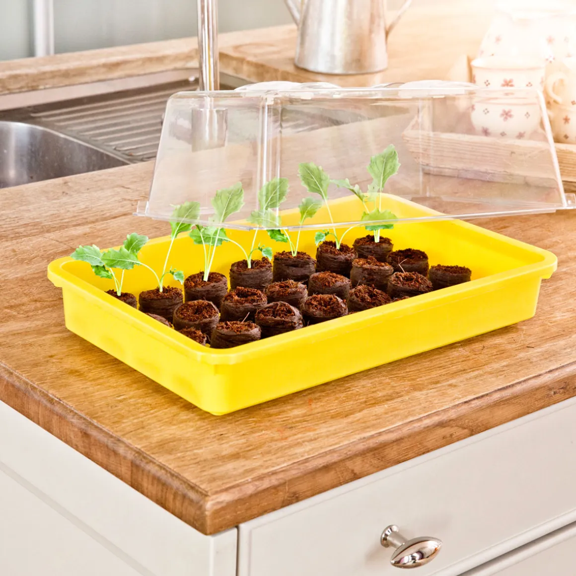 Windhager Saat-Schale 38 x 24 x 6 cm gelb